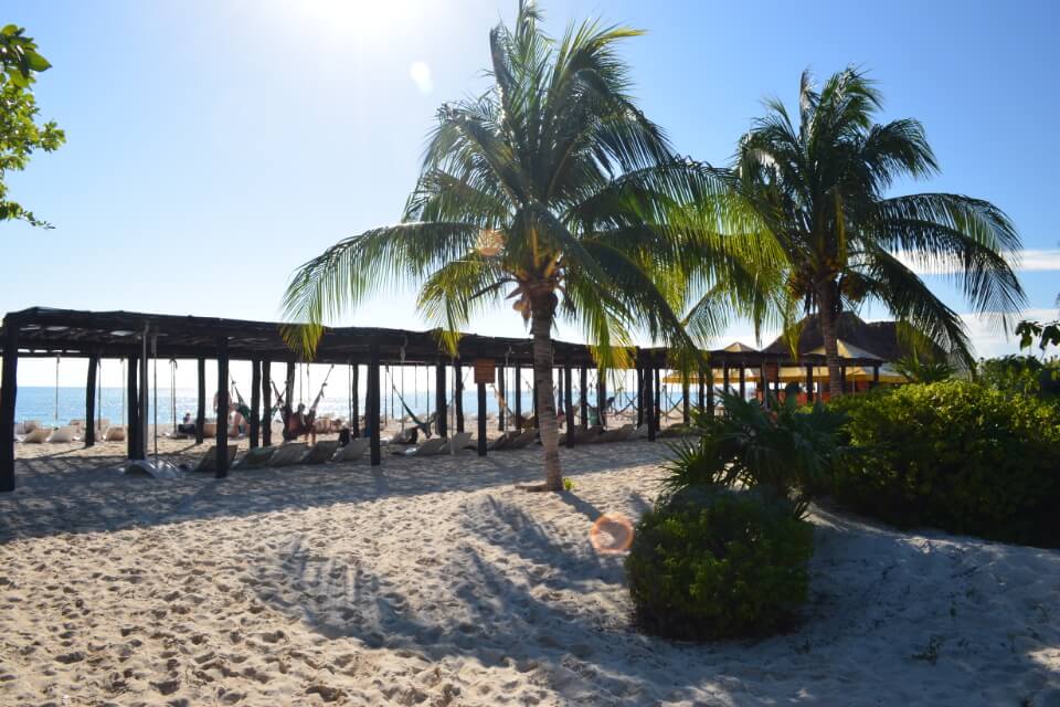 Palm Trees and Shade